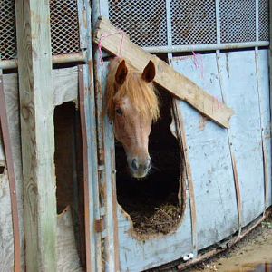 Roan in stall