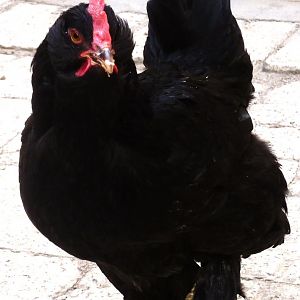 young marand hen
6month old