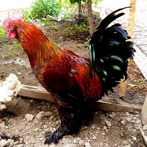 5month old marand rooster