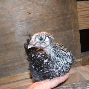 Raisin 5.31.12