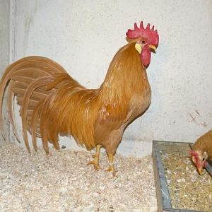 American type Buff Leghorn bantam male from 2009.