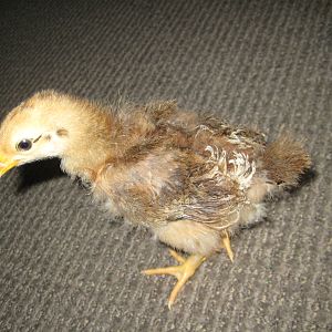 Chick #2
