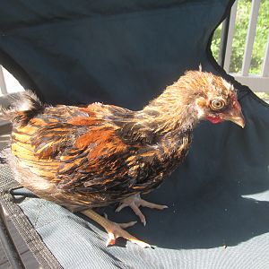 Charlotte full side