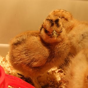 week old partridge