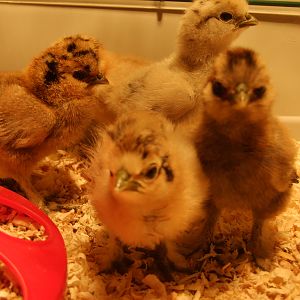 4 of my week old chicks