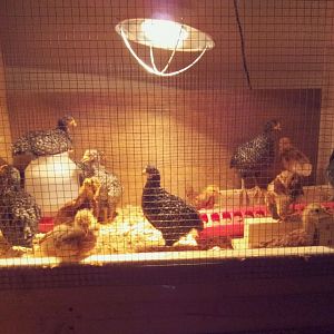 Brooder