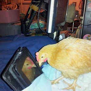 Buff Orp Buttercup aka Peckerhead