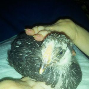 Silver Laced Wyandotte male?