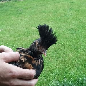 Our Polish chick getting some nice feathers !