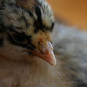 The baby chicks only got here last week, so this one is 8 days old, sat on my shoulder and I managed  to get a shot ....so - eehm - there's the buttercup comb :) just for fun