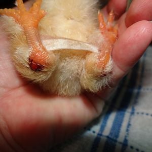 irritated and swollen joints from chick hobbling on the back joints, scabbed over.