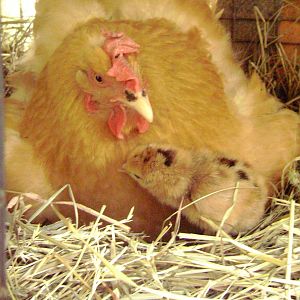 my very mean orpington hen, with her first chick!  Aww. She loved babies  :)