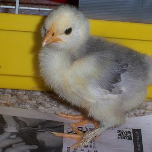 splash bantam cochin