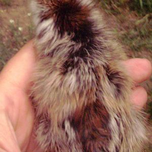 The most beautiful chick i've ever seen, sadly he had "mushy chick disease" (e coli infection of the navel)  He made it 3 days, and i gave him much love. He was from the pairing of my lap hen with my first rooster. I will never know what color he would have been, if you know please comment!!!