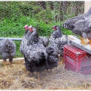 Wyandottes and barred rock pullets 2011