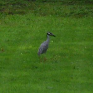 Is this a blue heron ion my yard?