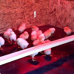 They shipped from Ideal Poultry on May 2nd and arrived on the 4th.