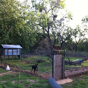 This is the part of our property my sis and i fenced off for our chickens and ducks, and Nala, and now the turtle.