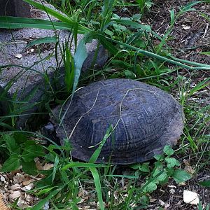 The newest addition is a turtle (Koopa) we adopted off the road, still alive!