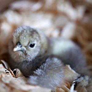 Baby silkie chick with slipped tendons. :(