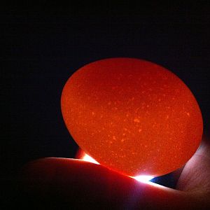 candling egg day 6