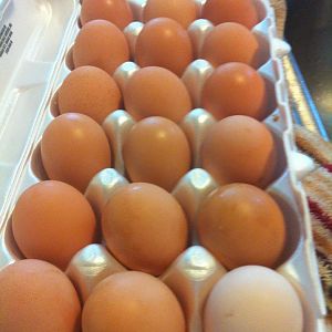 off white egg from brown egg layer