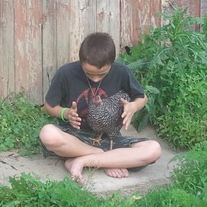 My son and barred rock.