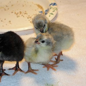 Silver Sussex "female" at 1 day old. With lavender orpingtons.