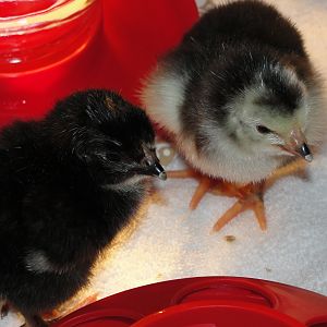 Silver Sussex chicks at 1 day old.