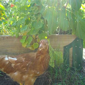 First time venturing out to the garden