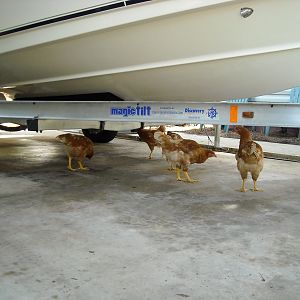 They don't really understand the free range thing yet