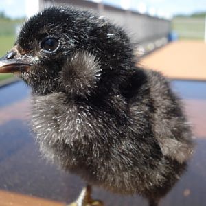 Tufted chick