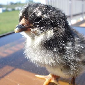 Tufted chick