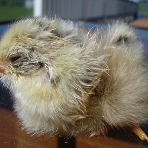 Tufted chick