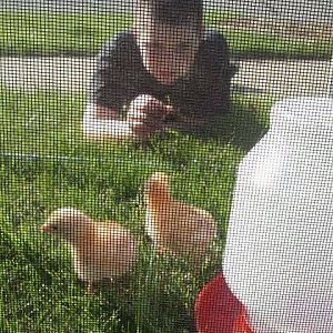 Tristan and the chicks at 1 week--Production Reds