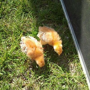 The Chicks for their first outside playdate at 1 week--Production Reds