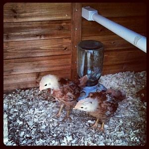 3 Weeks Old and first time in the coop! Production Reds
