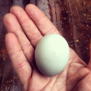 First Ameraucana egg.