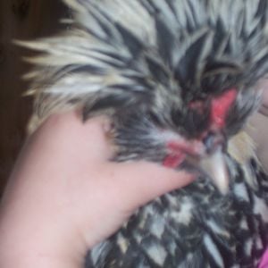 My Polish Rooster named: SilverMine