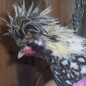 Polish Rooster Named: SilverMine after my fav sub lol