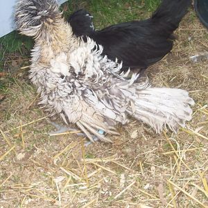 Frizzle Polish Rooster: Cricket Owl