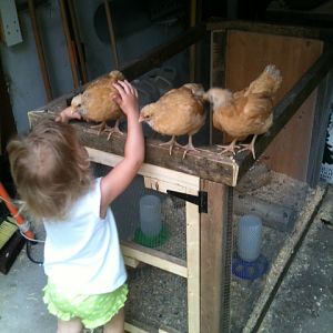 Chicks have out grown their cage
