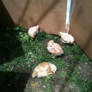 New chicks first time outside