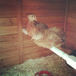 5 Week old Production Reds (Balina and Pancho)