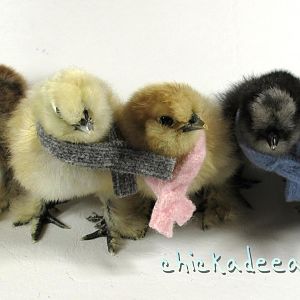 Chicks in Scarves