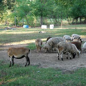 our sheepour sheep