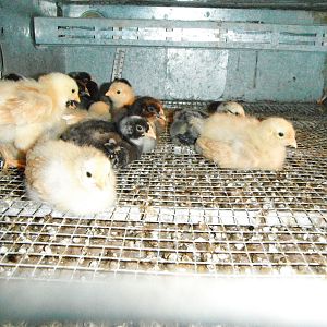 cochin chicks in the brooder