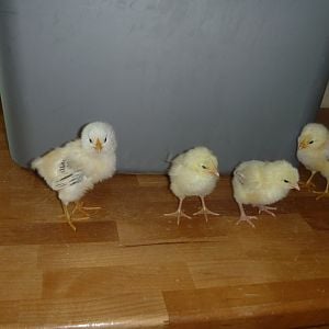 P1000916.JPG

Ameraucana and Delaware chicks