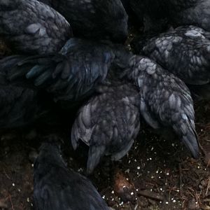 Bantam Ameraucana