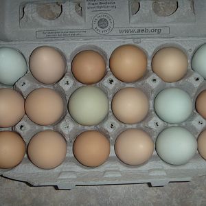The egg basket, or carton=)